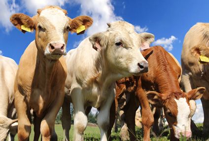 Until the cows come home: IoT in animal agriculture
