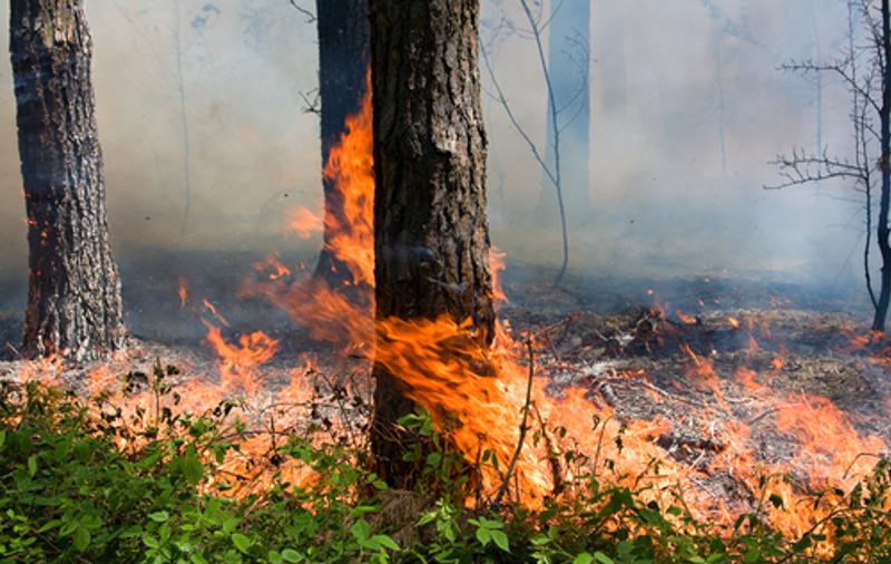Wildfire burns down a tree in a forest.