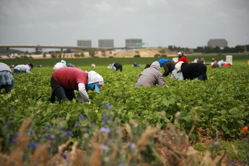 Farm workers routinely suffer health problems as they age, making this employment increasingly undesirable - especially to an educated population.